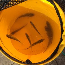 ファミリーフィッシング3