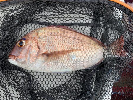 天草付近でのタイラバ