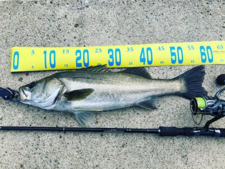 飲ませシーバス