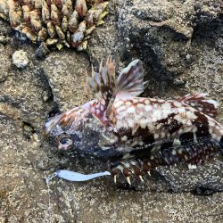 ボウズ逃れのに魚