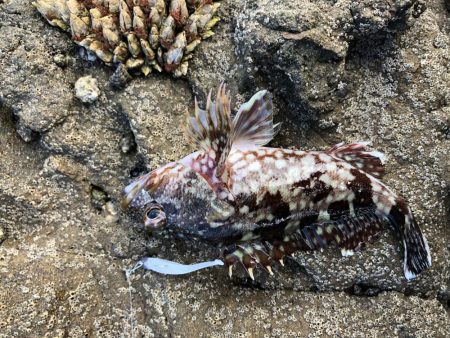 ボウズ逃れのに魚