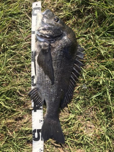 イチノ兄弟、釣果！