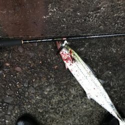 ショアジギングでサゴシ