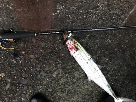 ショアジギングでサゴシ