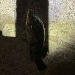 久々のフィッシング。