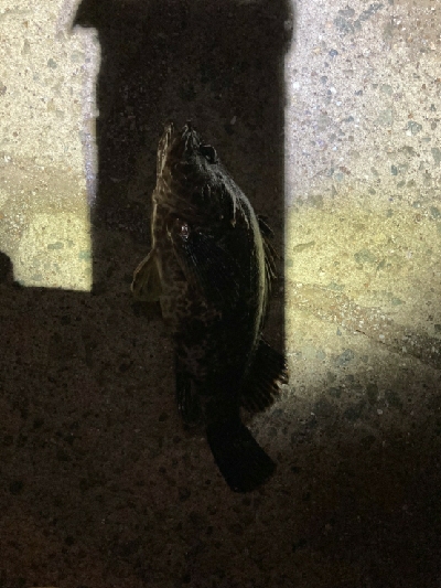 久々のフィッシング。