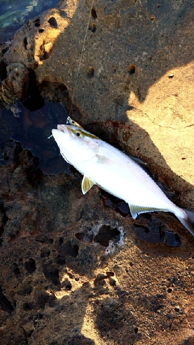 家族でイカ釣り