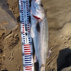 初のランカーサイズ