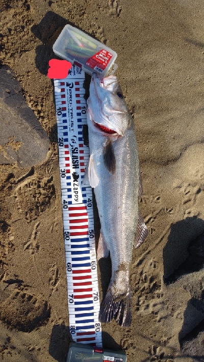 初のランカーサイズ