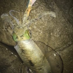 今年ラストエギングで良型