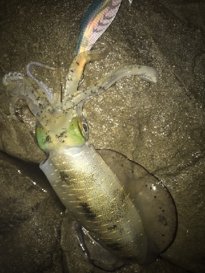 今年ラストエギングで良型