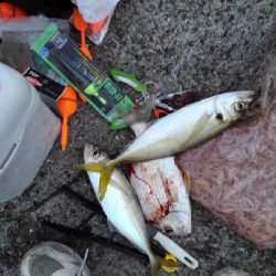 11/23釣果真鯛尺アジヘダイ