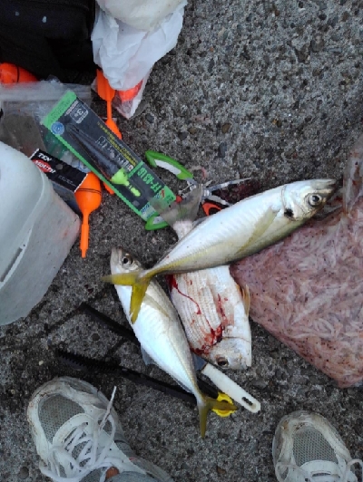 11/23釣果真鯛尺アジヘダイ