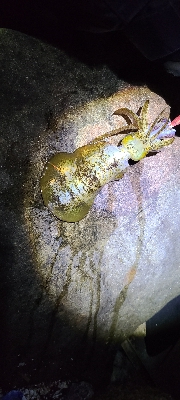 フロートアジング