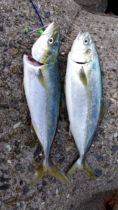 久しぶりの青物