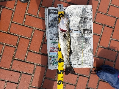 飲ませとえび撒き二刀流