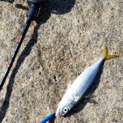 淀川でサバラッシュ