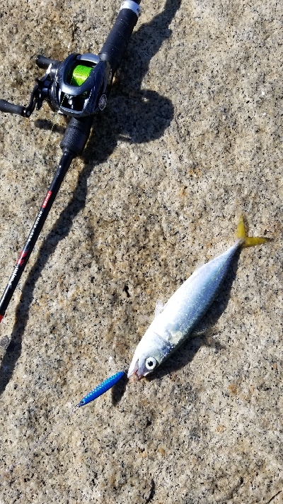 淀川でサバラッシュ