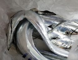 タチウオ 時合逃してもタナを合わせて。