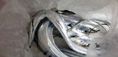 タチウオ　時合逃してもタナを合わせて。