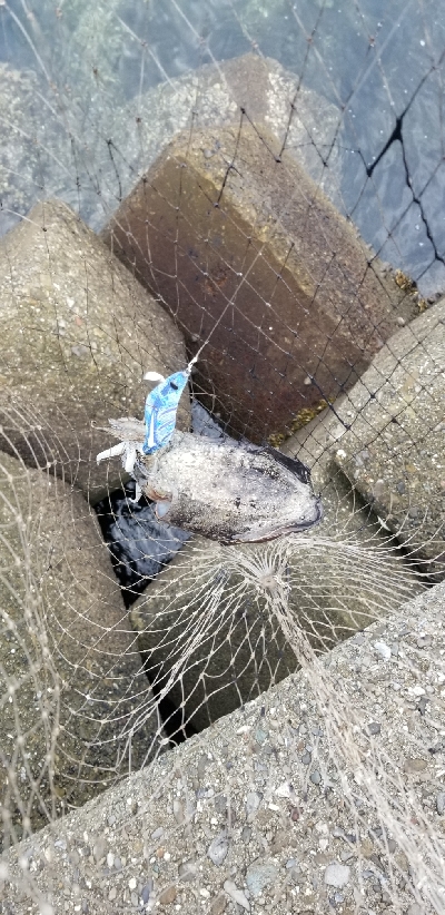 デイエギング サイズは小さめ