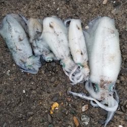 エギング　少しは上手になったかな？