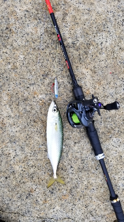 イナっこの大群