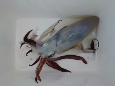 愛海丸でティップランエギング