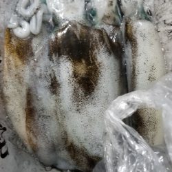 エギングだー！