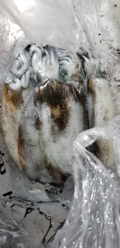 エギングだー！