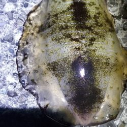 イカ青物釣れたよ。 +タックル紹介