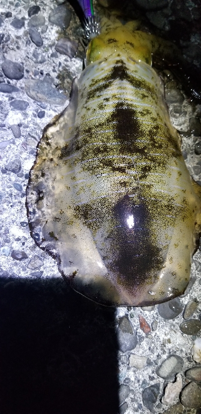 イカ青物釣れたよ。　+タックル紹介