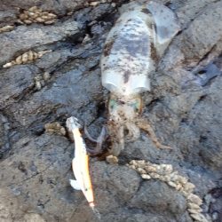 秋アオリイカ終盤