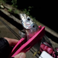 爆風で沈黙のシーバスと。