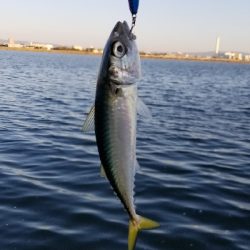 サバとシーバス