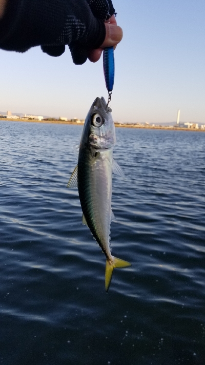 サバとシーバス