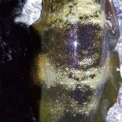 短時間勝負 エギング