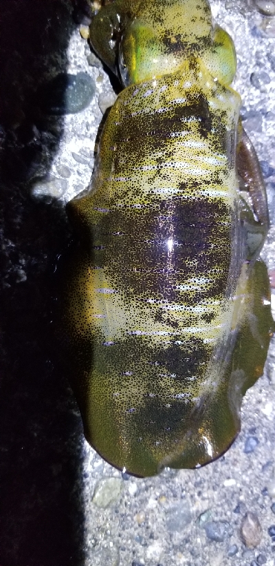 短時間勝負　エギング