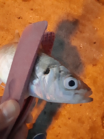 デカアジは絶好調