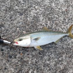 ギリハマチ、ギリランカーシーバス