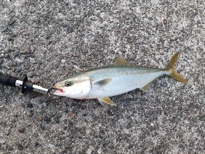 ギリハマチ、ギリランカーシーバス