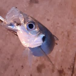 ほぼデカアジ狙い