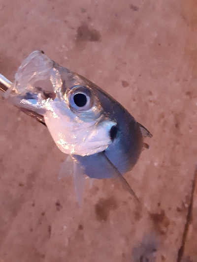 ほぼデカアジ狙い