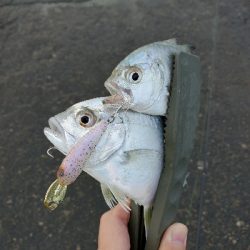 水面メッキポンポン?