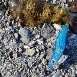 青物いなくてイカがいっぱい