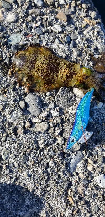 青物いなくてイカがいっぱい