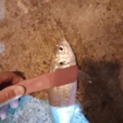 もうアジしか狙わん