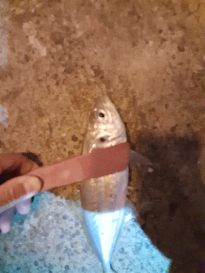 もうアジしか狙わん