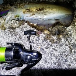 初場所で青物狙い