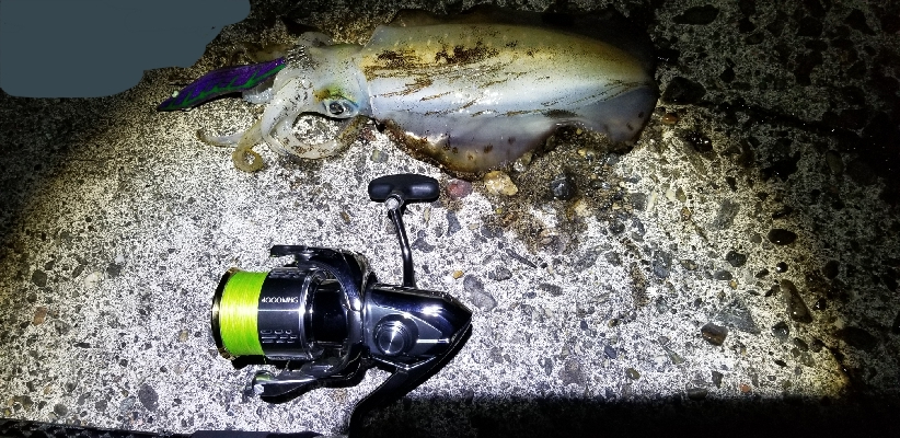 初場所で青物狙い